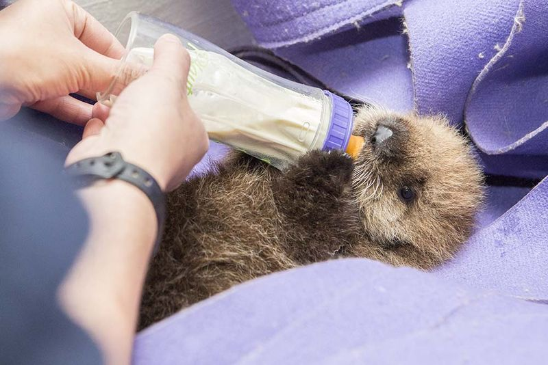 Illustration for article titled This is Way Too Fluffy Not to Share